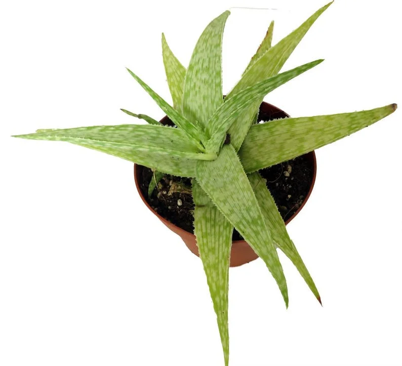 Zebrina Aloe Plant - Compact Aloe Zebrina Succulent in 4-Inch Pot