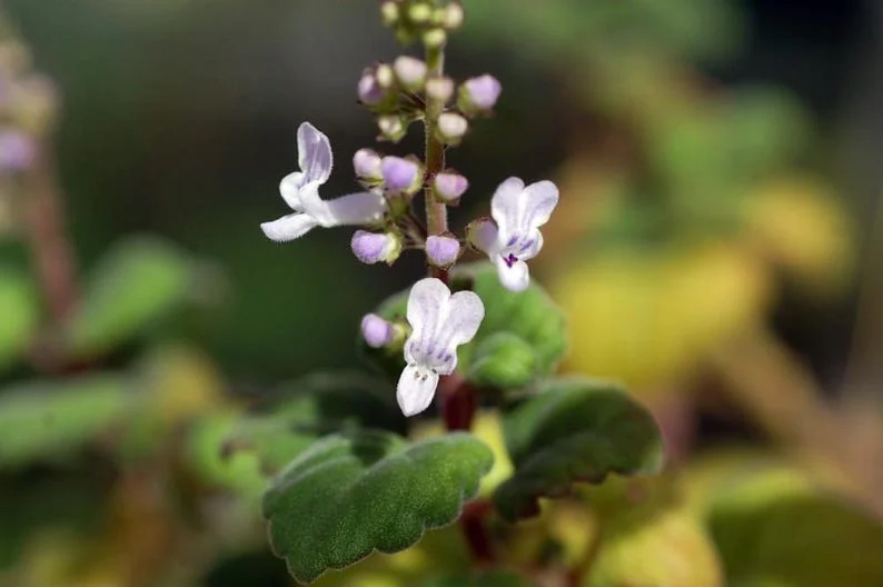 Zen Buddha Swedish Ivy - House Plant Bonsai Plectranthus ernstii - 2.5 Inch Pot