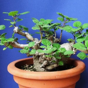 Zen Buddha Swedish Ivy - House Plant Bonsai Plectranthus ernstii - 2.5 Inch Pot