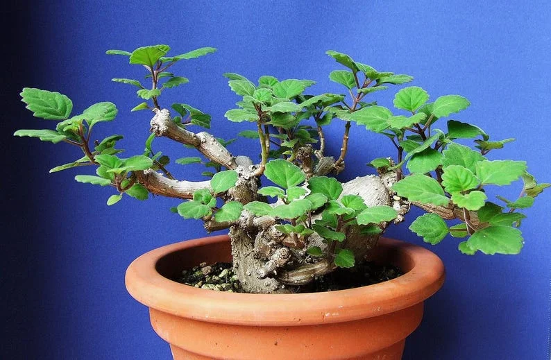 Zen Buddha Swedish Ivy - House Plant Bonsai Plectranthus ernstii - 2.5 Inch Pot