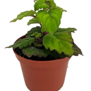Zen Buddha Swedish Ivy - House Plant Bonsai Plectranthus ernstii - 2.5 Inch Pot