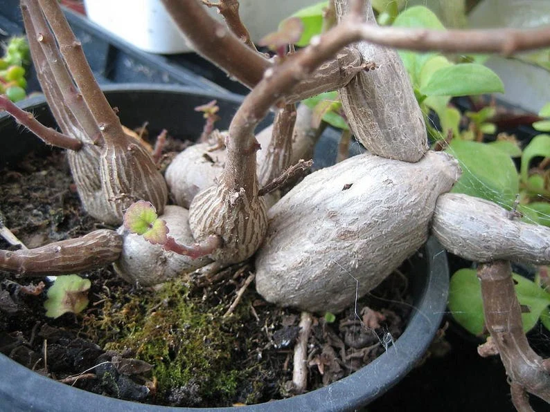 Zen Buddha Swedish Ivy - House Plant Bonsai Plectranthus ernstii - 2.5 Inch Pot