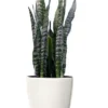 Zeylanica Sansevieria Indoor Snake Plant - 4" Pot, Low Maintenance, Air Purifying