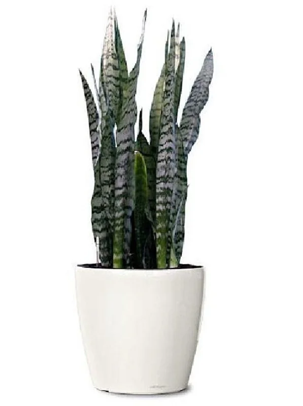 Zeylanica Sansevieria Indoor Snake Plant - 4" Pot, Low Maintenance, Air Purifying