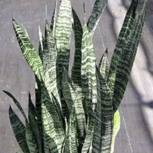 Zeylanica Sansevieria Indoor Snake Plant - 4