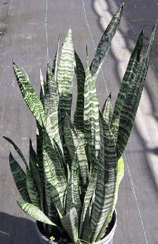 Zeylanica Sansevieria Indoor Snake Plant - 4" Pot, Low Maintenance, Air Purifying