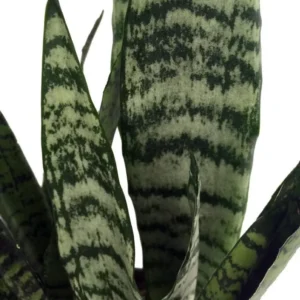 Zeylanica Sansevieria Indoor Snake Plant - 4