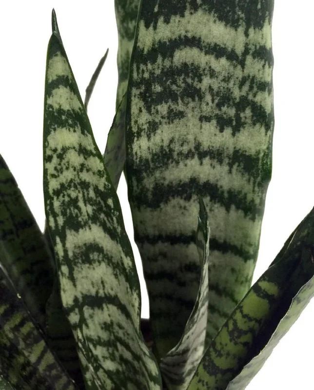 Zeylanica Sansevieria Indoor Snake Plant - 4" Pot, Low Maintenance, Air Purifying