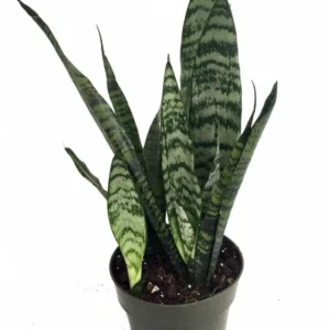 Zeylanica Sansevieria Indoor Snake Plant - 4