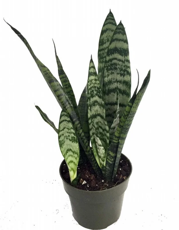 Zeylanica Sansevieria Indoor Snake Plant - 4" Pot, Low Maintenance, Air Purifying