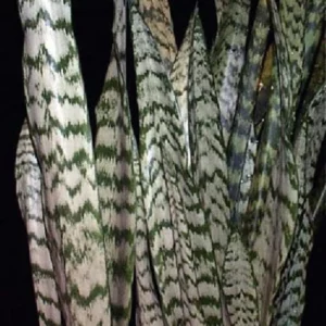 Zeylanica Sansevieria Indoor Snake Plant - 4