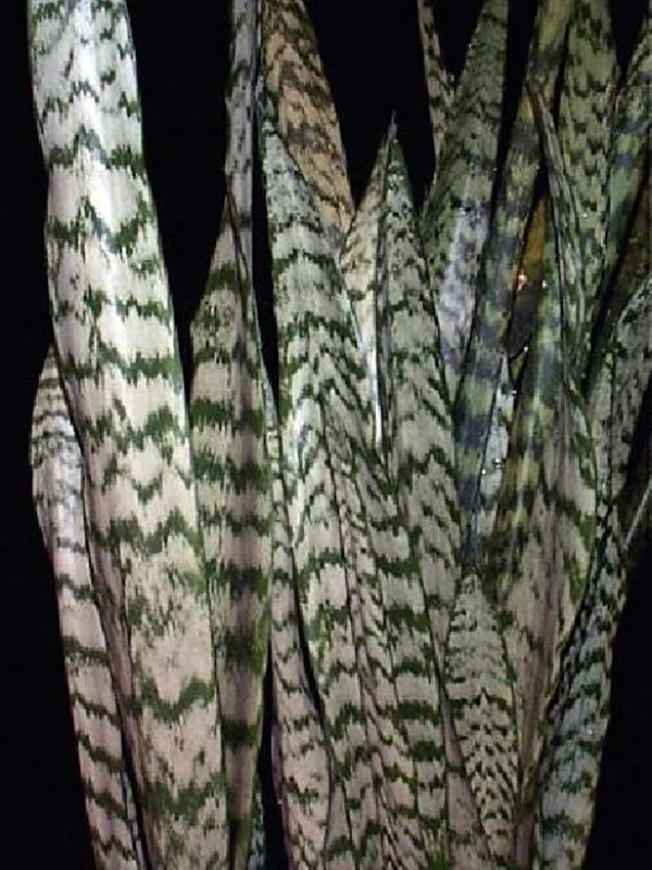 Zeylanica Sansevieria Indoor Snake Plant - 4" Pot, Low Maintenance, Air Purifying