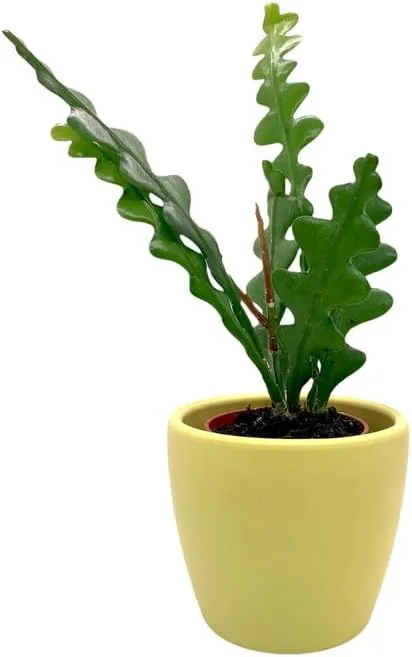 Zigzag Fishbone Cactus Live Plant - Red Epiphyllum, 6-12 Inch, 4 Inch Pot - Unique Home Decor