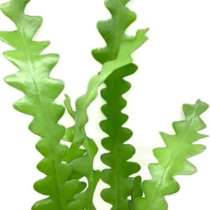 Zigzag Fishbone Cactus Live Plant - Red Epiphyllum, 6-12 Inch, 4 Inch Pot - Unique Home Decor