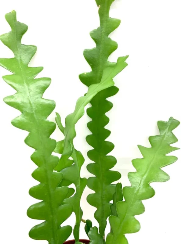 Zigzag Fishbone Cactus Live Plant - Red Epiphyllum, 6-12 Inch, 4 Inch Pot - Unique Home Decor