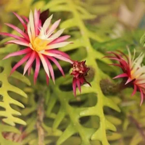 Zigzag Fishbone Cactus Live Plant - Red Epiphyllum, 6-12 Inch, 4 Inch Pot - Unique Home Decor