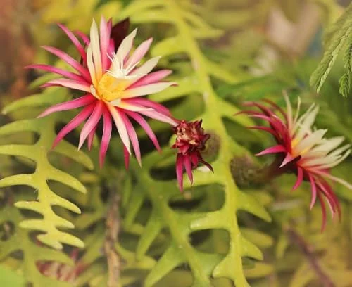 Zigzag Fishbone Cactus Live Plant - Red Epiphyllum, 6-12 Inch, 4 Inch Pot - Unique Home Decor