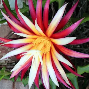 Zigzag Fishbone Cactus Live Plant - Red Epiphyllum, 6-12 Inch, 4 Inch Pot - Unique Home Decor