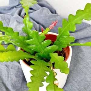 Zigzag Fishbone Cactus Live Plant - Red Epiphyllum, 6-12 Inch, 4 Inch Pot - Unique Home Decor