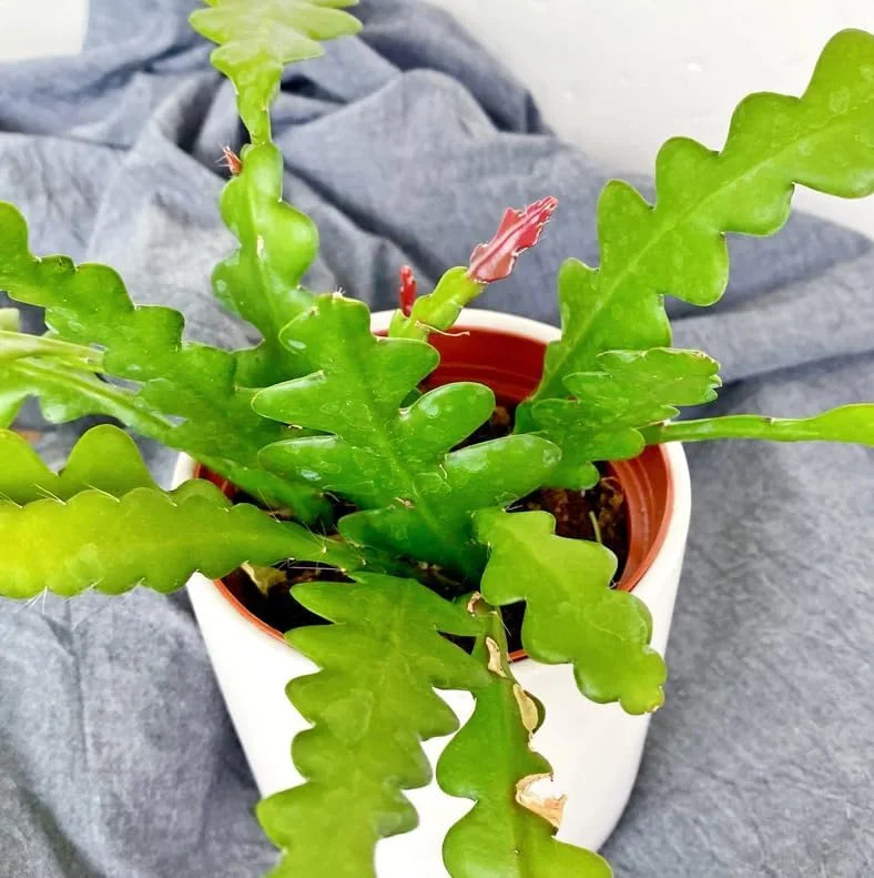 Zigzag Fishbone Cactus Live Plant - Red Epiphyllum, 6-12 Inch, 4 Inch Pot - Unique Home Decor