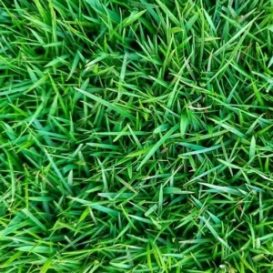 Zoysia Grass Seeds 1 lb - Zenith Lawn Grass Seed - Easy Grow