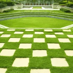 Zoysia Grass Seeds 1 lb - Zenith Lawn Grass Seed - Easy Grow