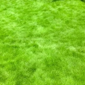 Zoysia Grass Seeds 1 lb - Zenith Lawn Grass Seed - Easy Grow