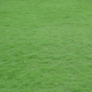 Zoysia Grass Seeds 1 lb - Zenith Lawn Grass Seed - Easy Grow