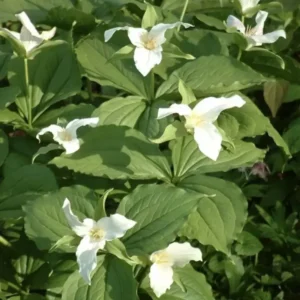 White Trillium Bulbs | Trillium Grandiflorum | Organic Wildflower Shade