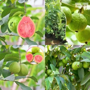 Pink Guava Tree Live Plant 4"Pot, 8-10"Tall Guava Fruit Tree for Planting Garden