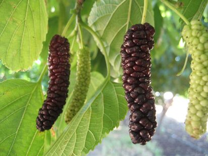 Himalayan Mulberry - Morus Macroura - 14-18 Inch Starter Plant - Dormant