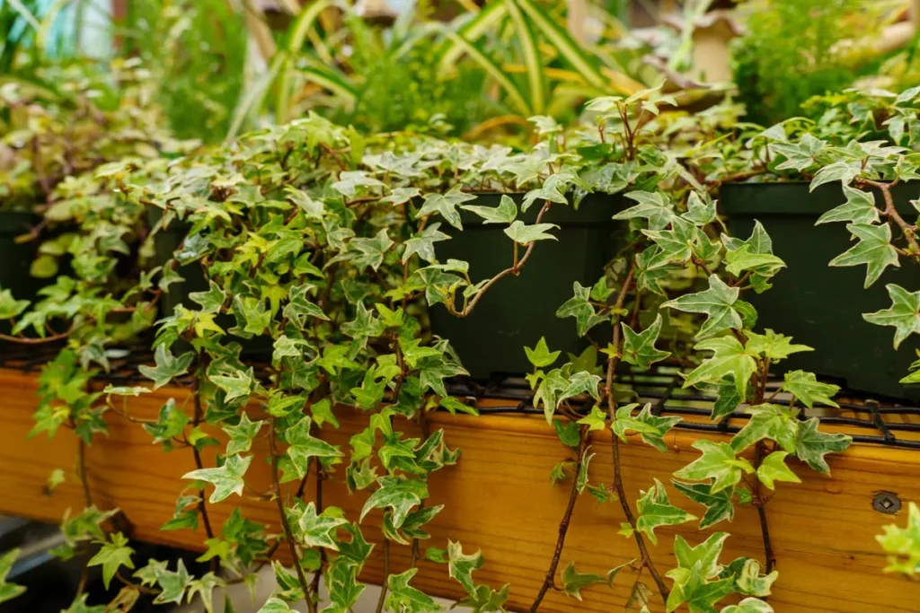 Miniature Ivy (Hedera helix ‘Minima’)