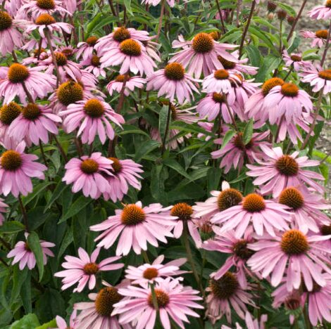 Echinacea 'Magnus' Coneflower - Starter Plant - Rosy Purple Blooms