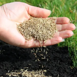 12 lb Zoysia Grass Seeds Zoysia Grass Seeds for Lawn