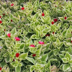 1 Pot 3 Variety Iceplants (Red, Yellow and Variegated) Live Plant for Planting 3-6"Tall 4"Pot Live Succulents, Easy Care (No Ship CA)