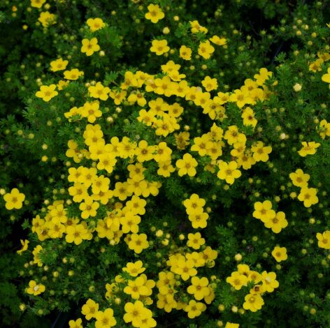 Potentilla 'Little Pot Of Gold' - Dwarf Shrub - 5-7 Inch Starter Plant - Yellow Flowers