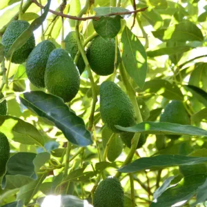 Grafted Avocado Tree – 1 Foot Tall Potted Fruit Tree