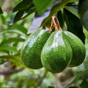 A One Year Hass Avocado Live Fruit Plant 8