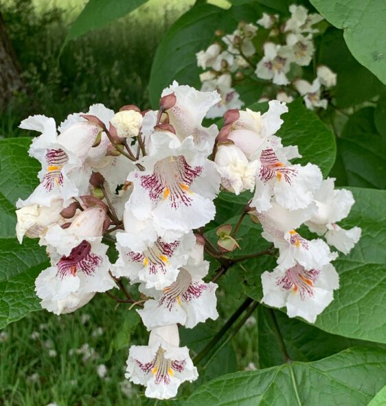Southern Catalpa Tree - 3-4 Inch Starter Plant - Hardy & Ornamental