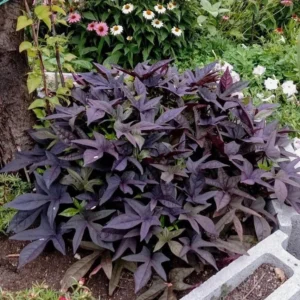 1 Pot Sweet Potato Vine Tri-Color (Purple) Plant Live for Planting 4