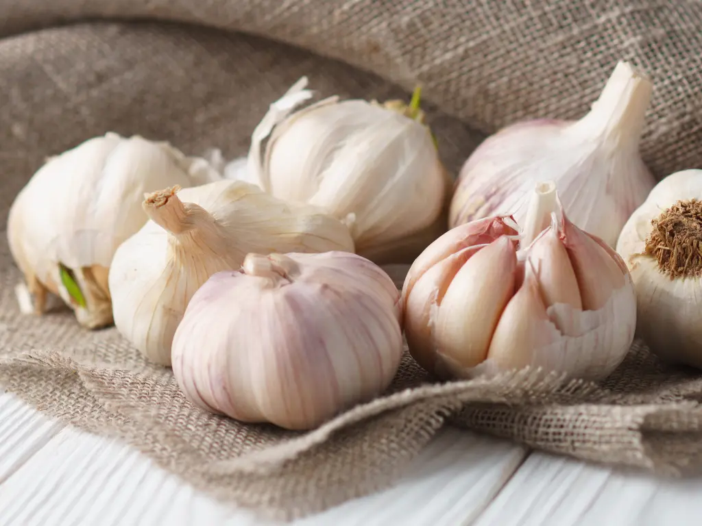 best types of garlic