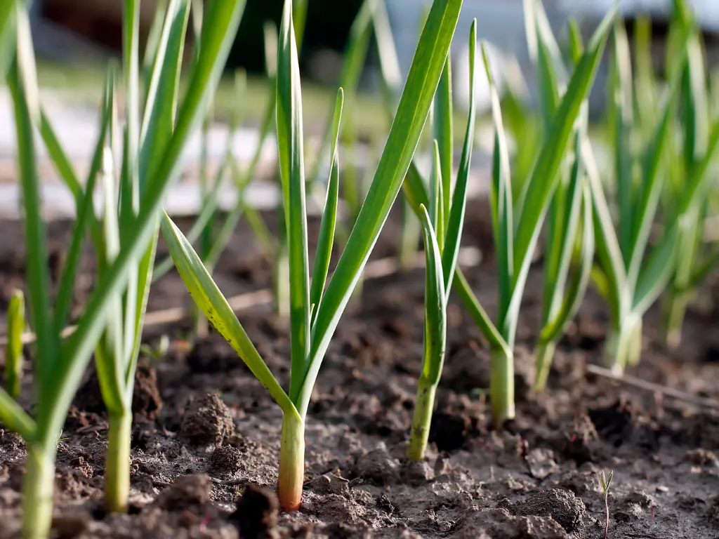 caring for garlic in fall