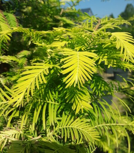 Metasequoia - Dawn Redwood - 9-16 Inch Starter Plant - Dormant - Image 2