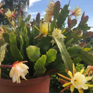 Yellow Epiphyllum Orchid Cactus Queen of the Night Succulent Plants - 4