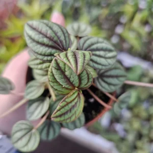 Peperomia Piccolo Banda Live Plant 2