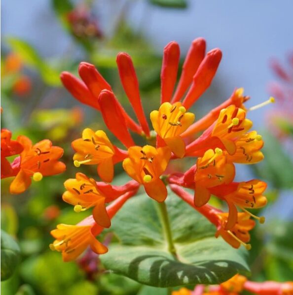 Lonicera 'Magnifica' Starter Plant - 6-8 Inch - Hardy Orange Flowering Vine - Image 2