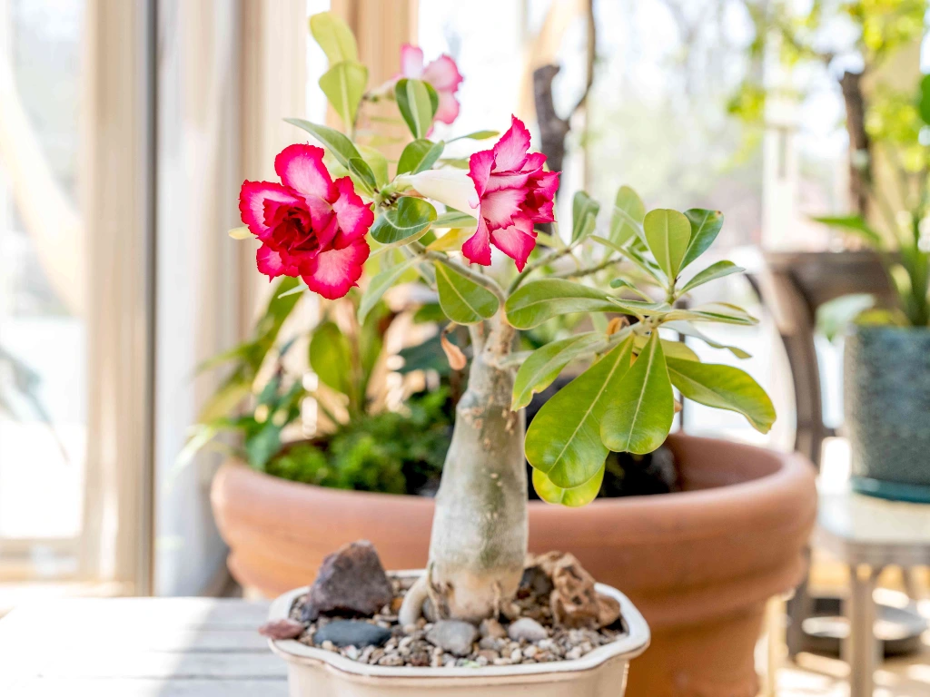 desert rose indoor care