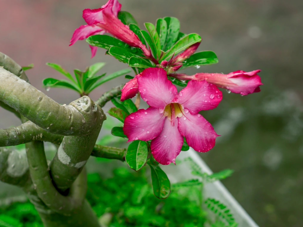 desert rose watering