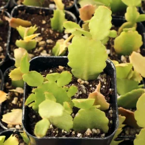 Schlumbergera Truncata Thanksgiving Cactus Succulent Live Plant 4