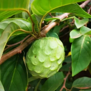A Cherimoya Live Plant in A 1 Gallon Pot 2-2.5 Feet High Fruit Tree for Planting